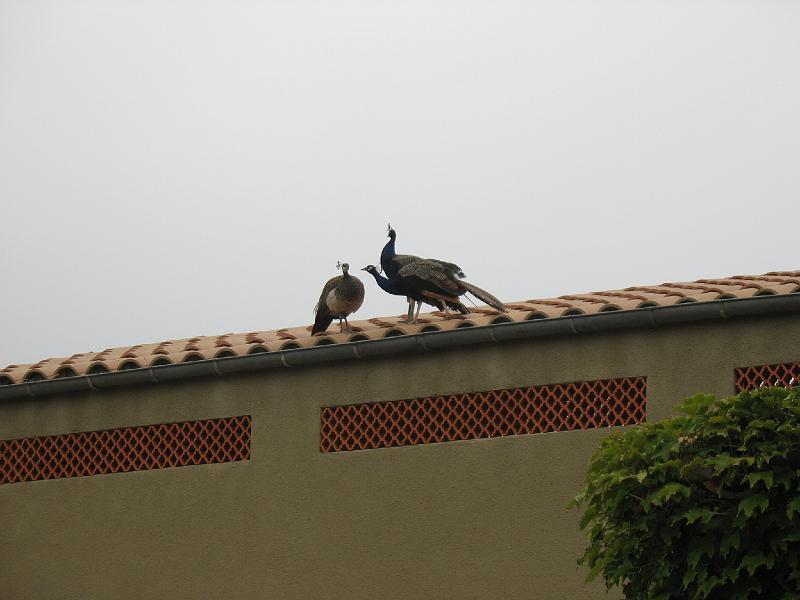 IMG_8060.JPG