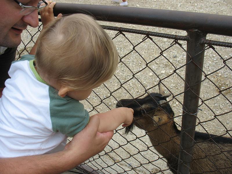 IMG_8108.JPG - Rencontre avec les petites ch�vres ...