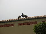 IMG_8060