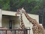 IMG_8096