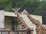 IMG_8097