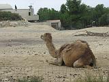 IMG_8118