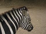 IMG_8206