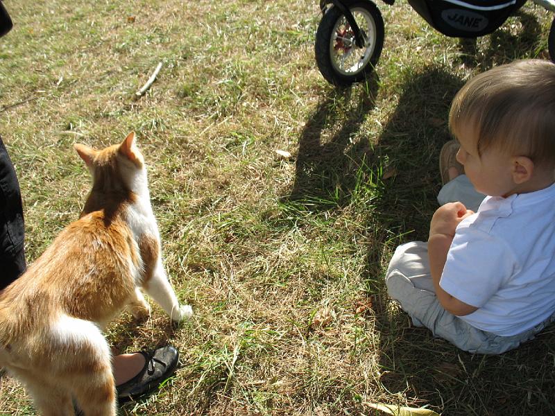 IMG_6898.JPG - Mon ami le chat qui arrive ...