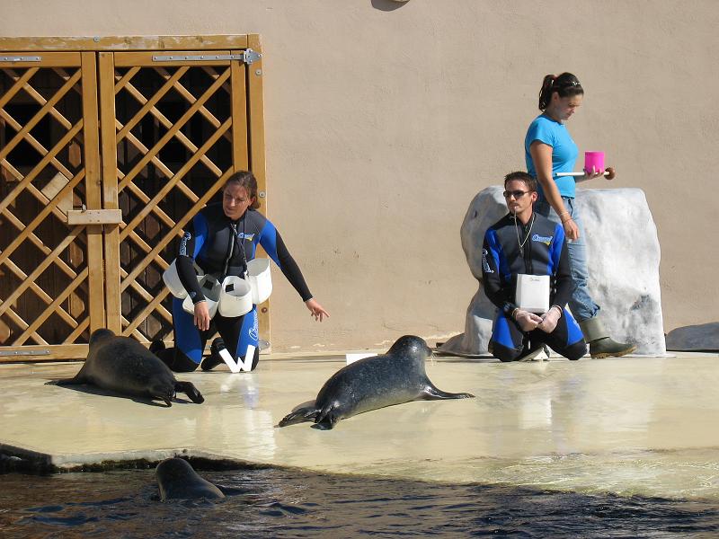 IMG_2964.JPG - Un joli spectacle avec les otaries ...
