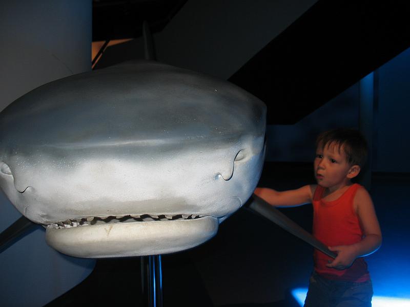 IMG_3008.JPG - Un gros requin ....
