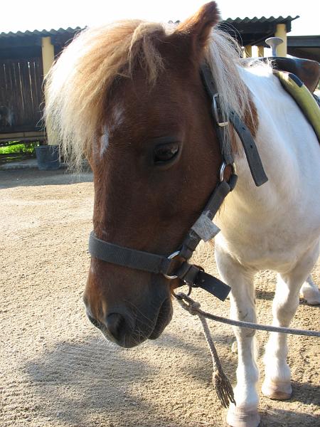 IMG_3121.JPG - Un beau portrait de mon poney qui a �t� bien gentil ... merci Campagne !