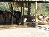 IMG_3152